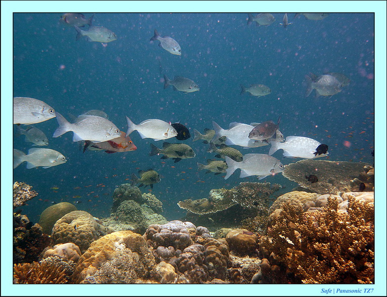 2011 - 08 - Borneo - Sipadan 076